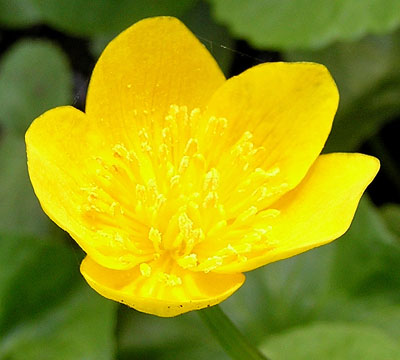 Sumpfdotterblume, Caltha palustris
